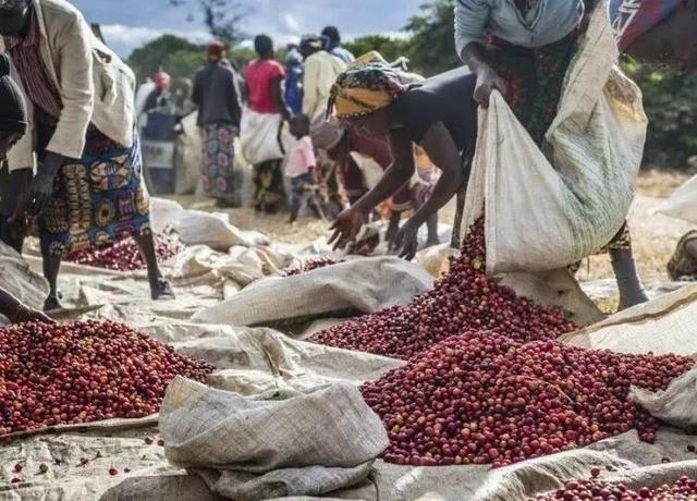 最好的咖啡是什么?