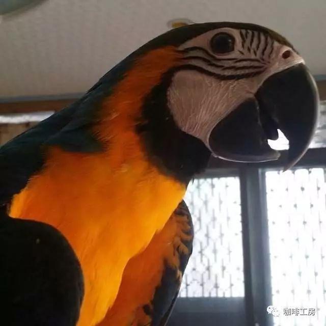 功力深厚的“仿真3D立体咖啡拉花”一路红到外国!你见识过了吗?