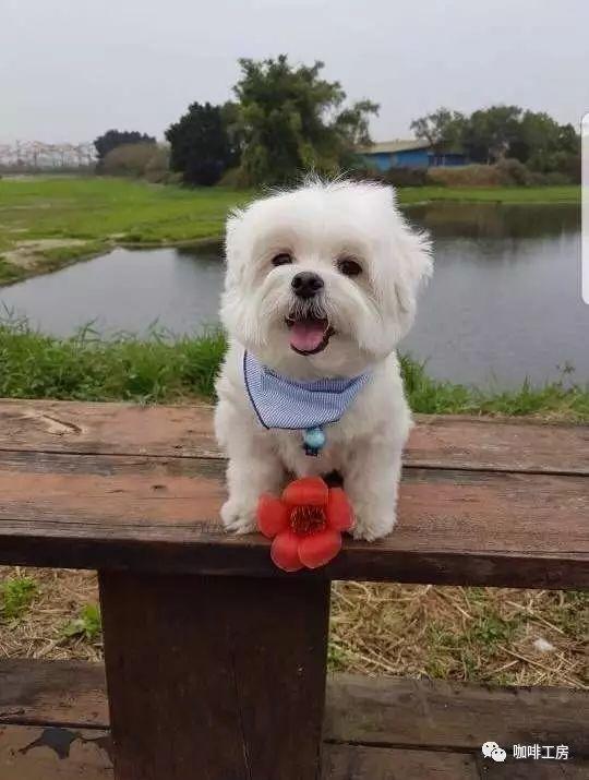 功力深厚的“仿真3D立体咖啡拉花”一路红到外国!你见识过了吗?