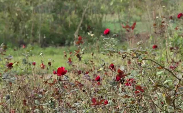 厄瓜多尔|“世界上最好喝的咖啡”