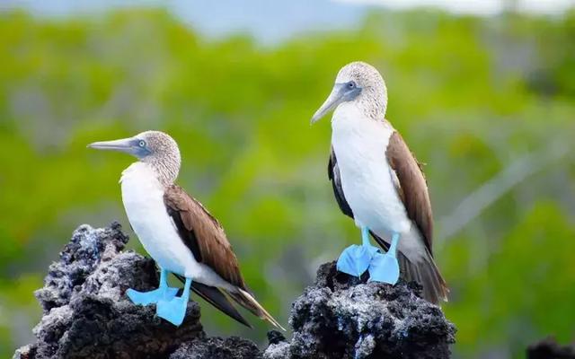 厄瓜多尔|“世界上最好喝的咖啡”