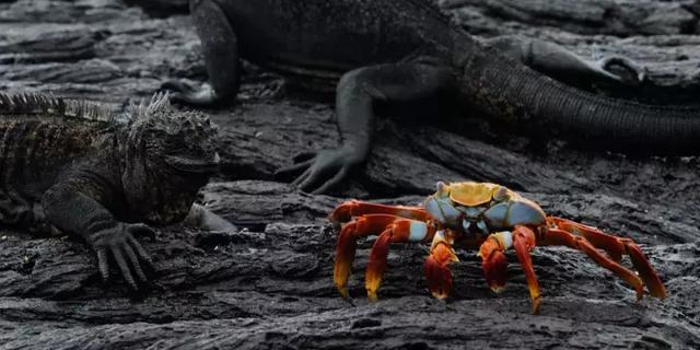 厄瓜多尔|“世界上最好喝的咖啡”