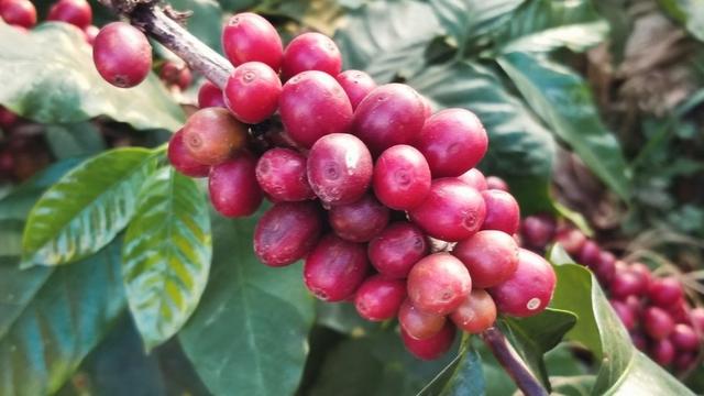 云南保山小粒咖啡,世界上最好喝的咖啡之一