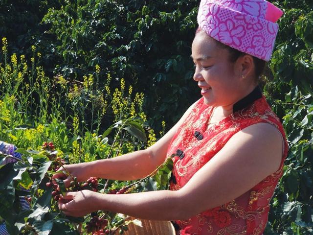 云南保山小粒咖啡,世界上最好喝的咖啡之一