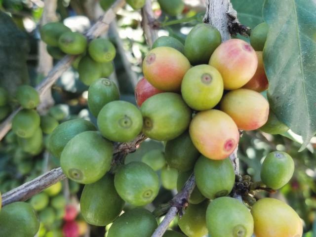 云南保山小粒咖啡,世界上最好喝的咖啡之一