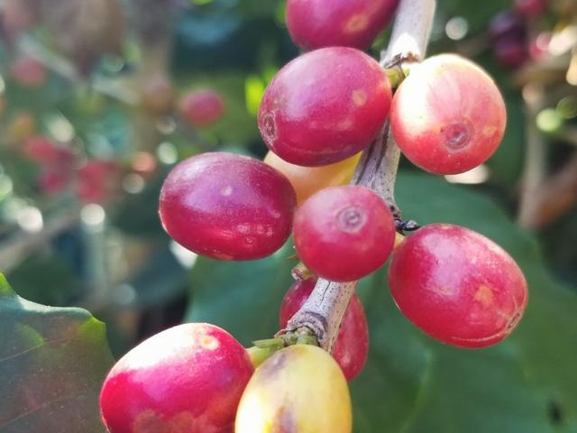 云南保山小粒咖啡,世界上最好喝的咖啡之一