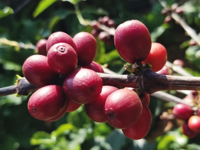 云南保山小粒咖啡,世界上最好喝的咖啡之一