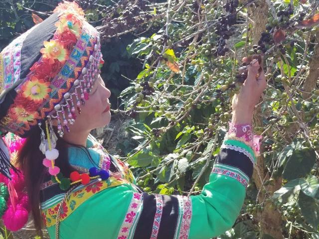 云南保山小粒咖啡,世界上最好喝的咖啡之一