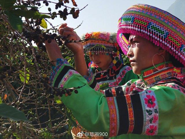 云南保山小粒咖啡,世界上最好喝的咖啡之一