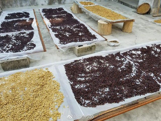 云南保山小粒咖啡,世界上最好喝的咖啡之一