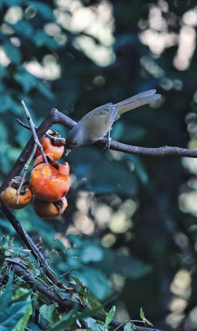 云南保山小粒咖啡,世界上最好喝的咖啡之一