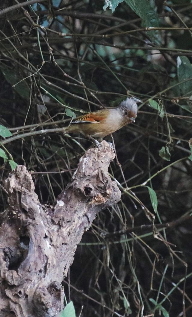 云南保山小粒咖啡,世界上最好喝的咖啡之一