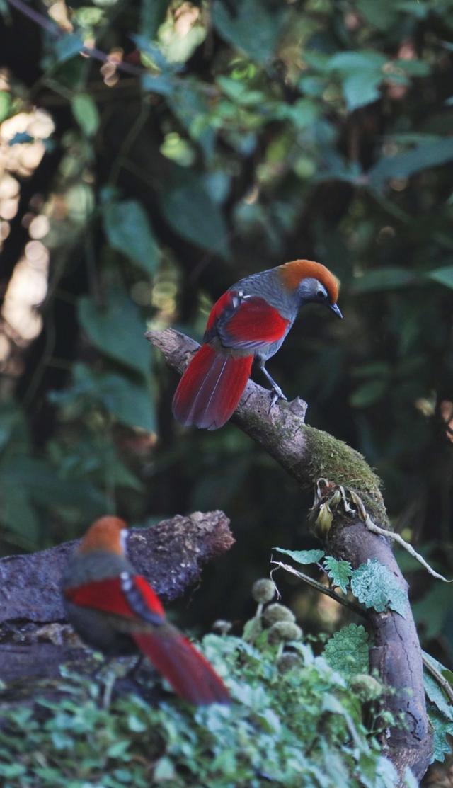 云南保山小粒咖啡,世界上最好喝的咖啡之一