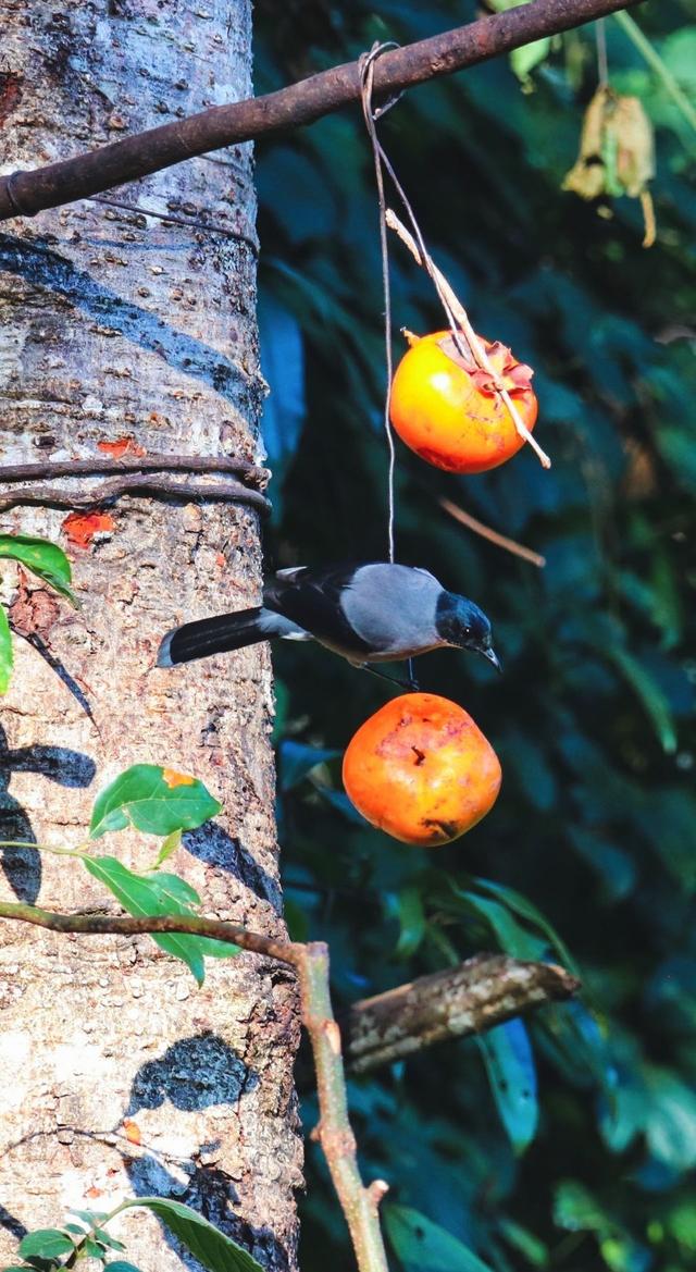 云南保山小粒咖啡,世界上最好喝的咖啡之一