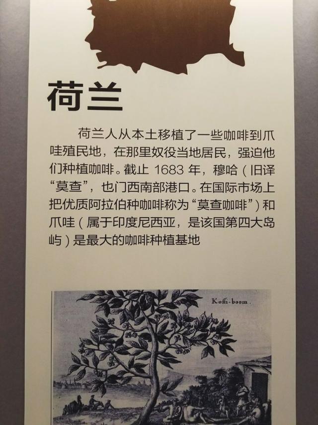 云南保山小粒咖啡,世界上最好喝的咖啡之一