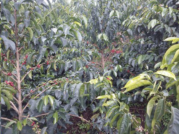 世界名门咖啡品种一览 千百年野放的风味已达极致