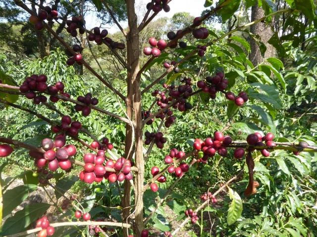 世界名门咖啡品种一览 千百年野放的风味已达极致