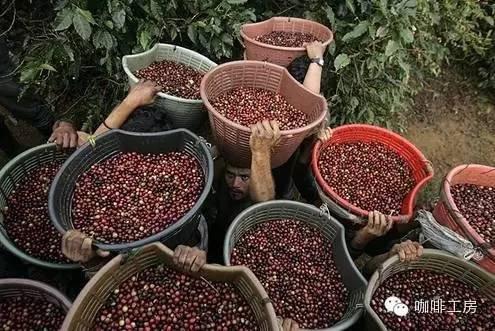 「咖啡常识」咖啡品种:铁皮卡Typica