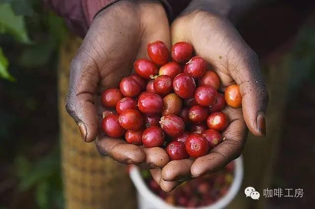 「咖啡常识」咖啡品种:铁皮卡Typica