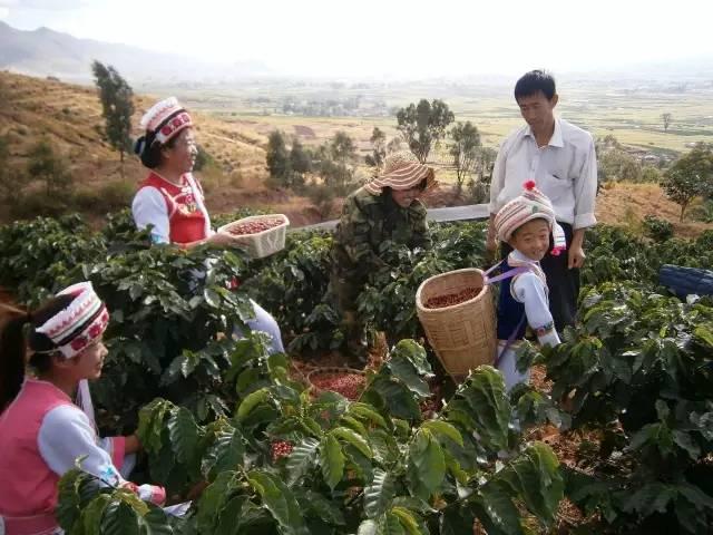 世界最好咖啡豆TOP10 榜单