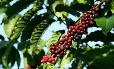 这些地方出产的咖啡才好喝 这最值得喝的九大咖啡你品过么?