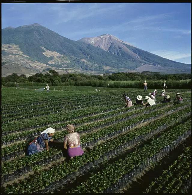 这些地方出产的咖啡才好喝 这最值得喝的九大咖啡你品过么?